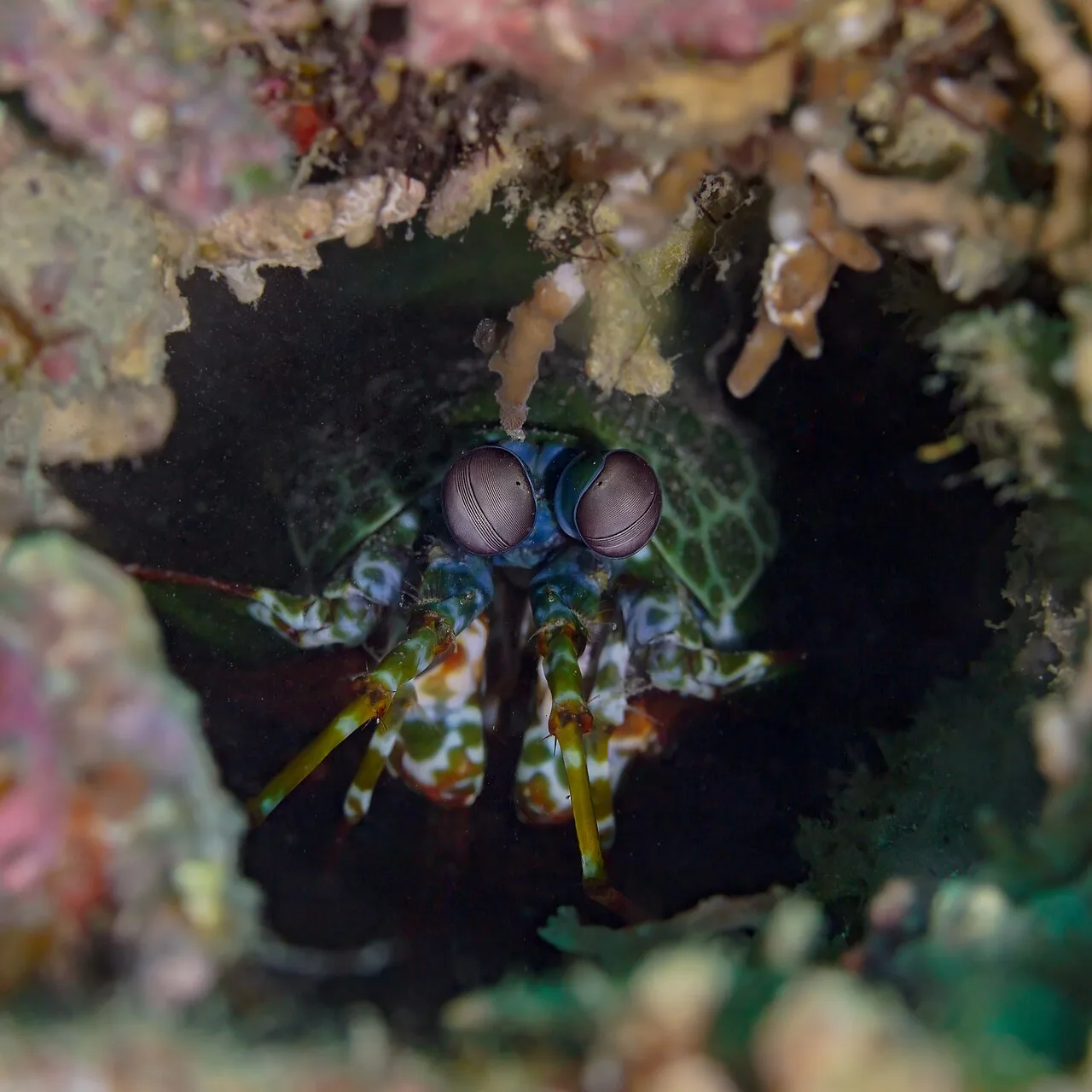 Odontodactylus scyllarus