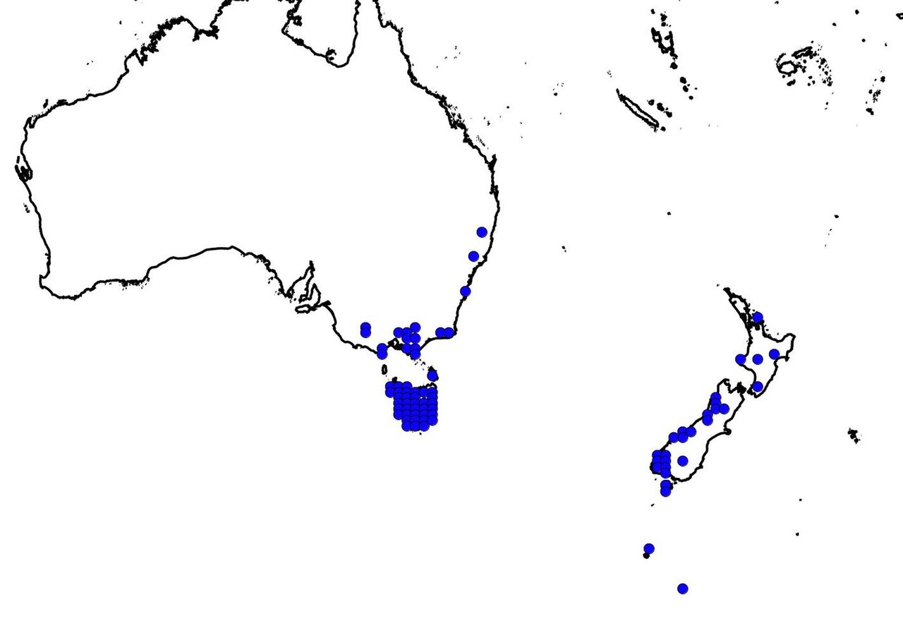 Gackstroemia weindorferi distribution
