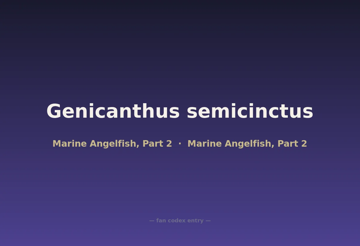 Genicanthus semicinctus