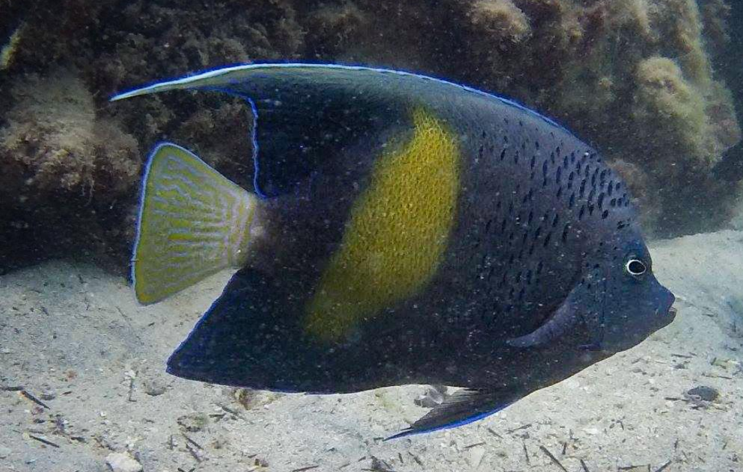 Arabian angelfish