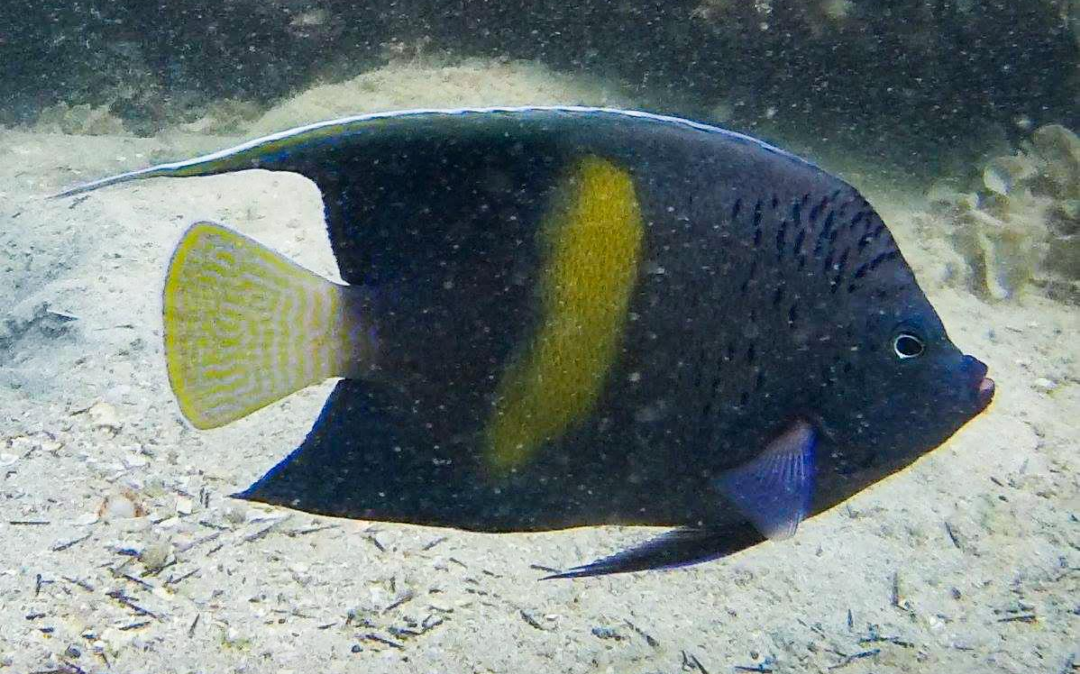 Arabian angelfish