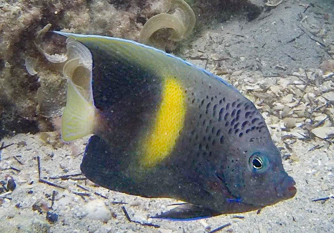Arabian angelfish