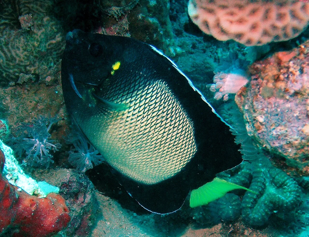 Arabian angelfish