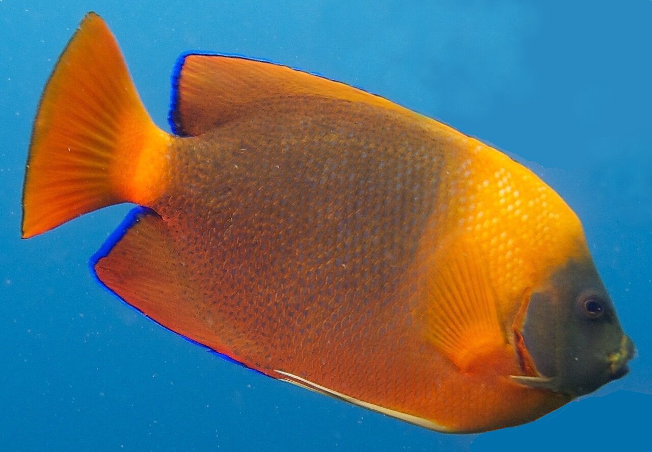 Clarion angelfish