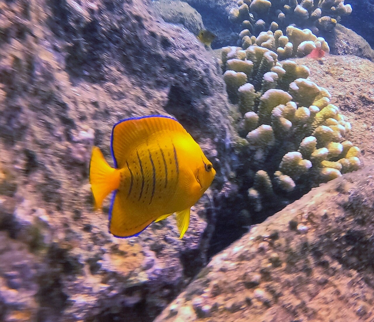 Clarion angelfish