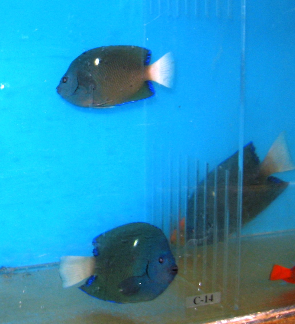 Clipperton angelfish