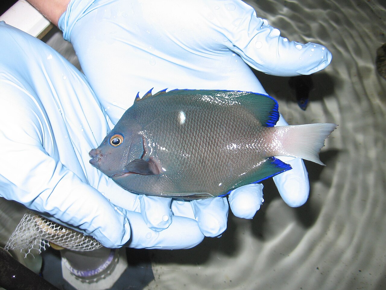 Clipperton angelfish