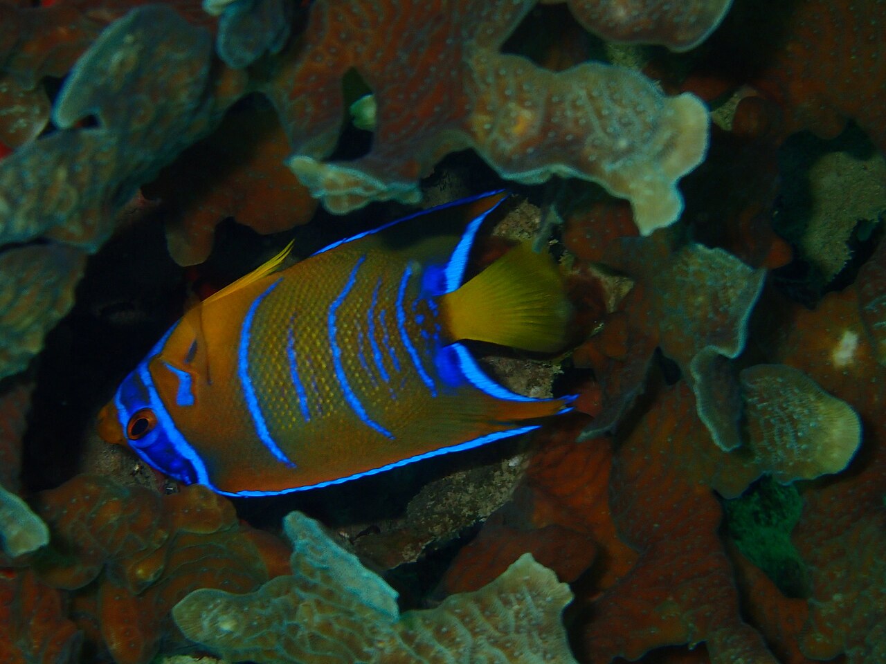 Guinean angelfish