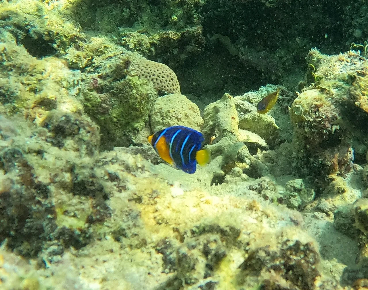 Guinean angelfish