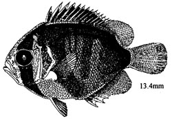 Holacanthus bermudensis