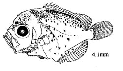 Holacanthus bermudensis