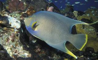 Holacanthus isabelita