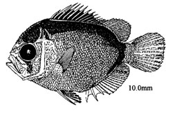 Holacanthus isabelita