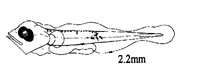 Holacanthus isabelita
