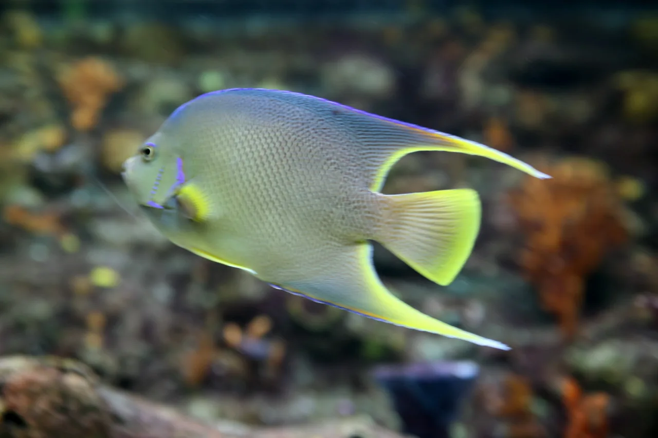 Holacanthus isabelita