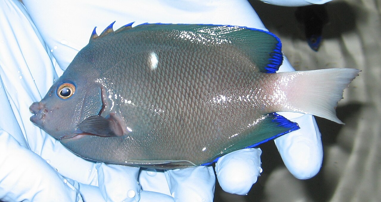 Holacanthus limbaughi