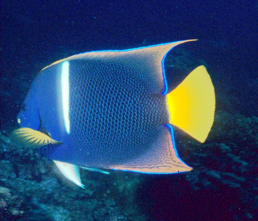 Holacanthus passer