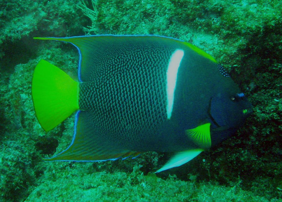 Holacanthus passer