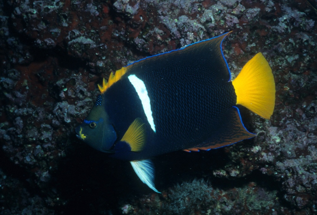 Holacanthus passer