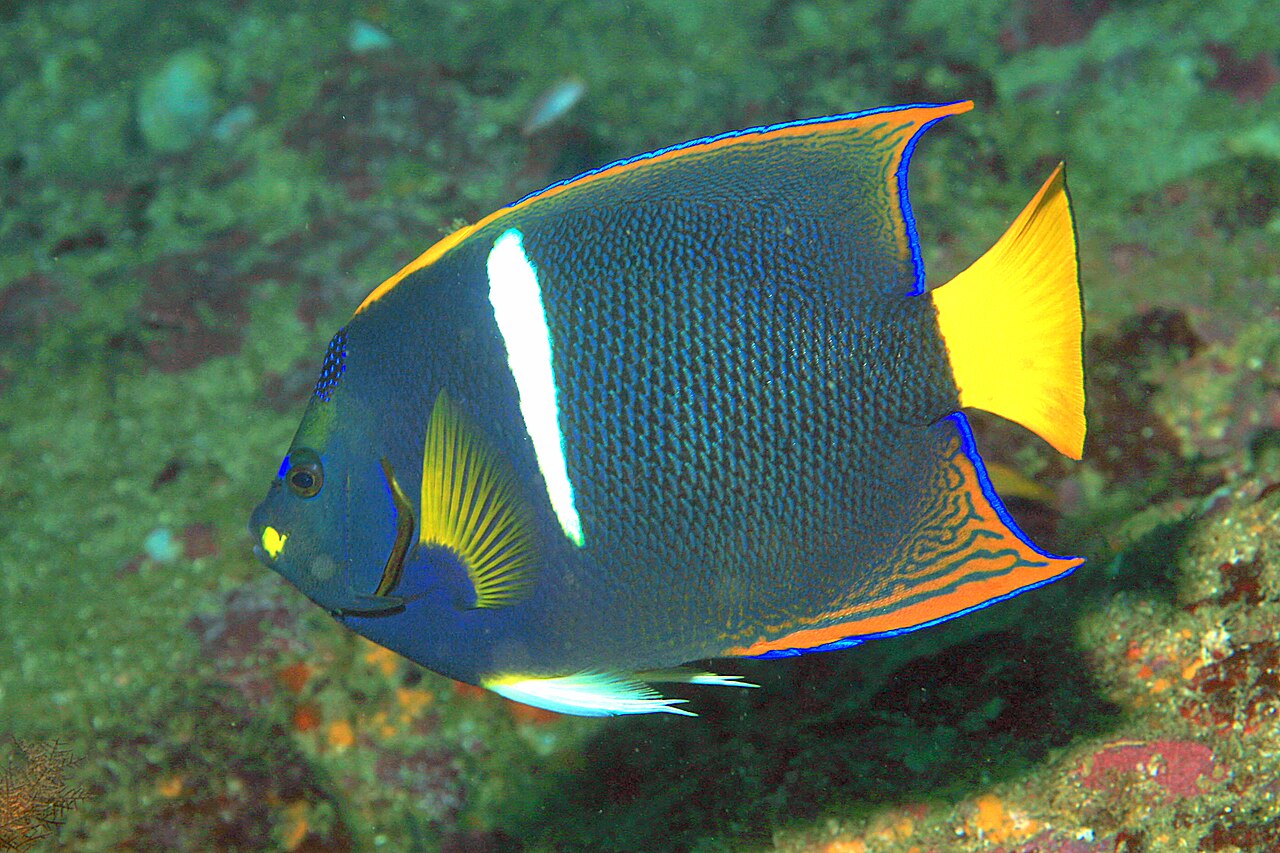 Holacanthus passer