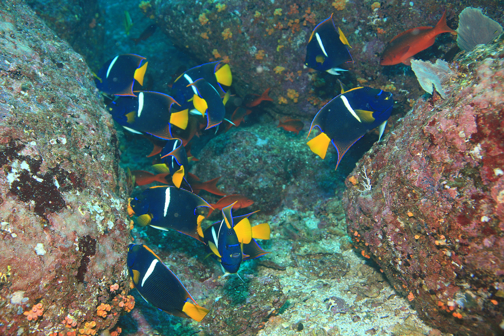 Holacanthus passer