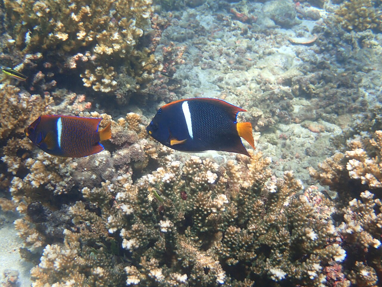 Holacanthus passer