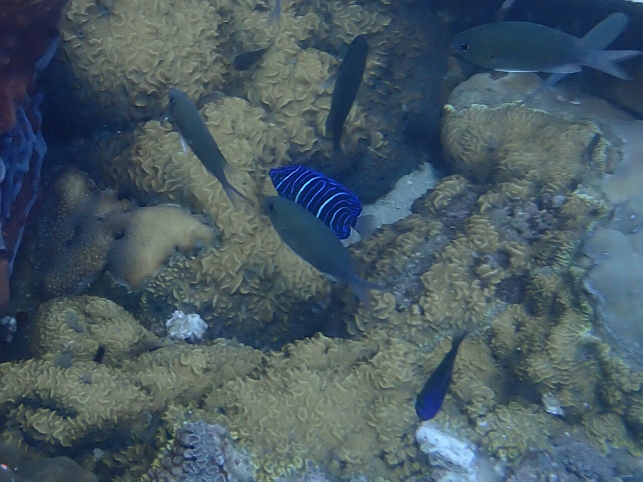 Pomacanthus annularis