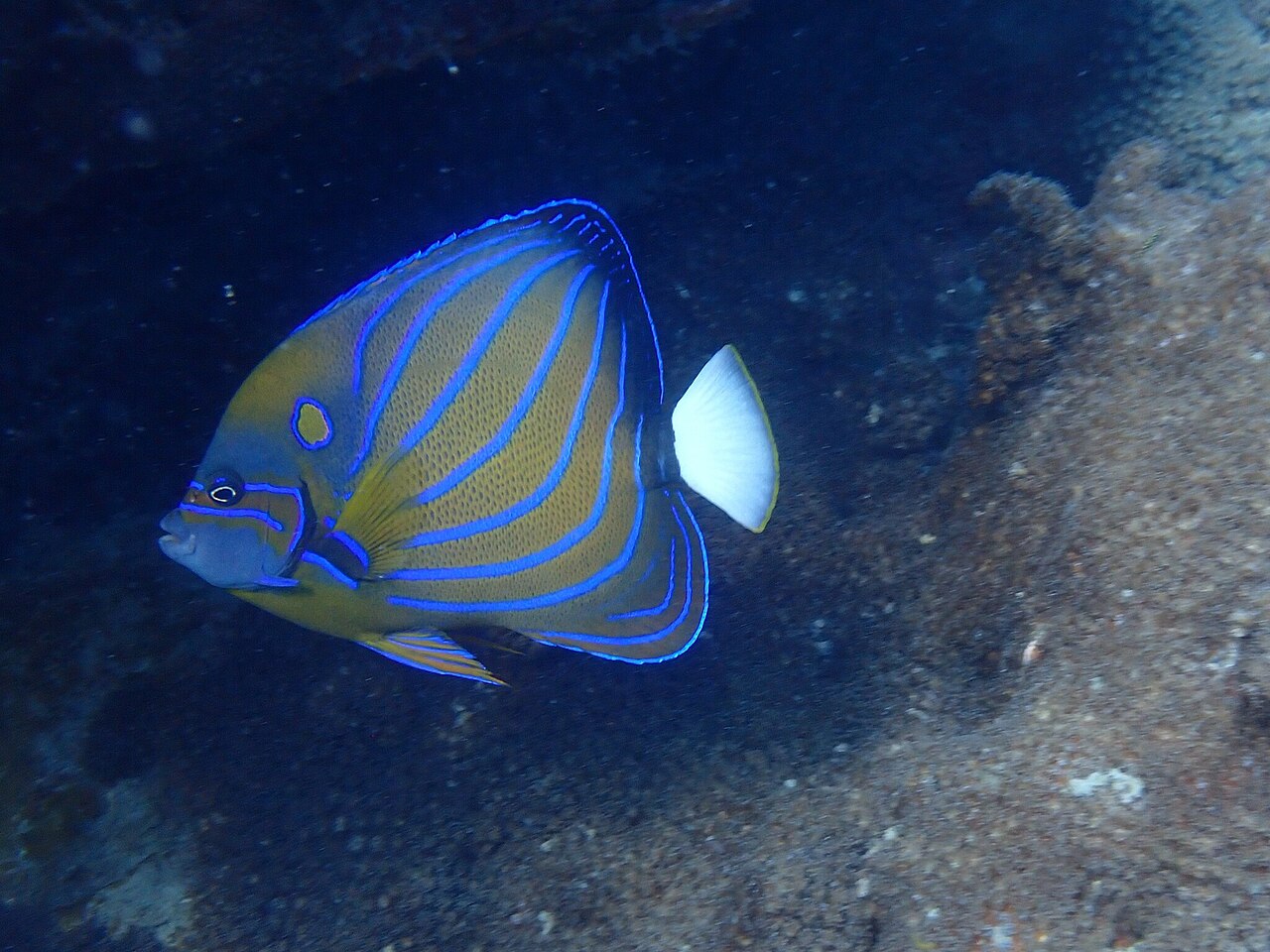 Pomacanthus annularis