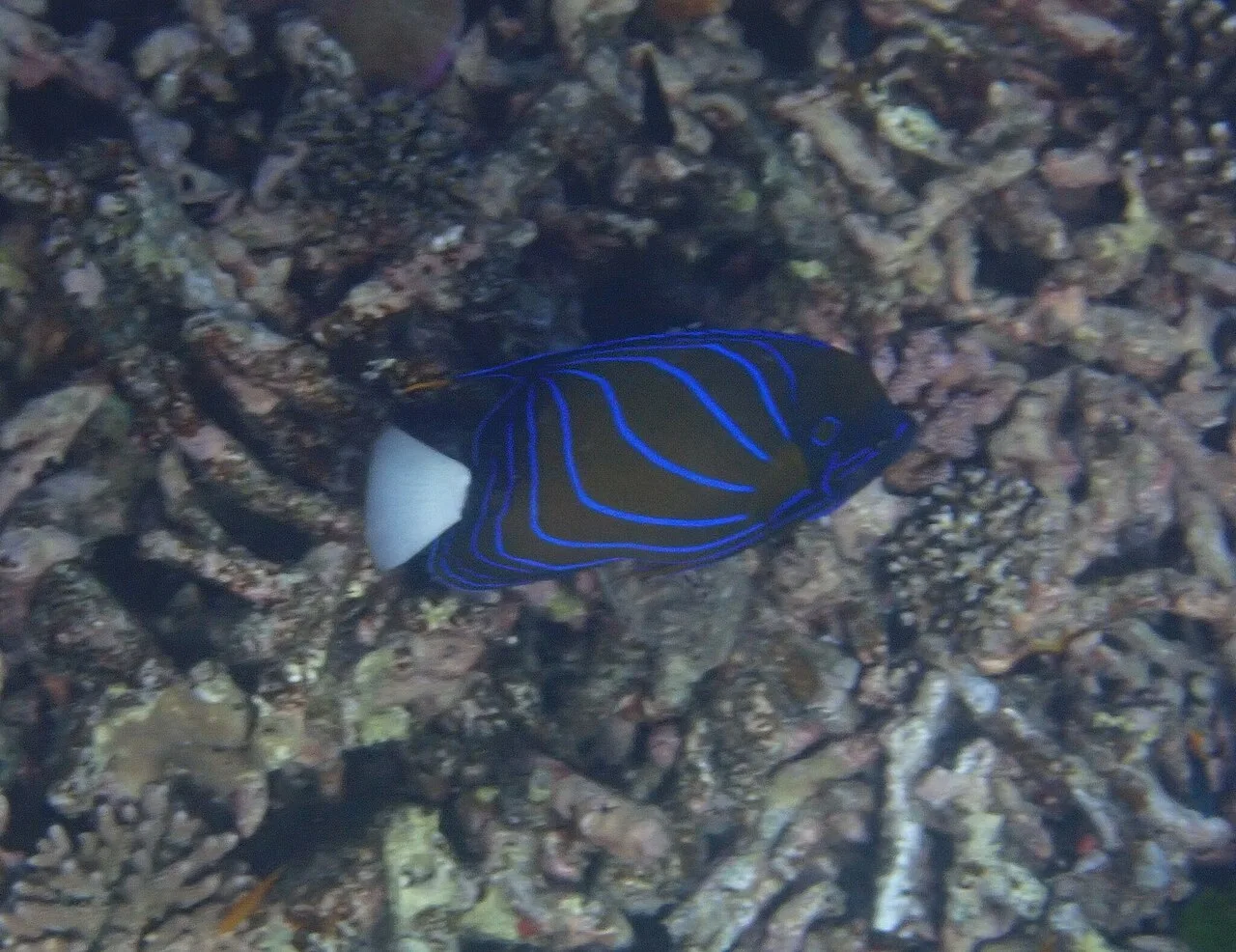 Pomacanthus annularis