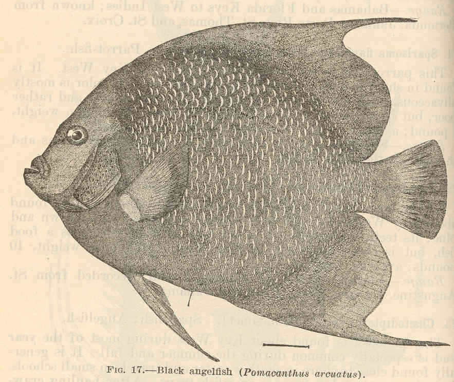 Pomacanthus arcuatus