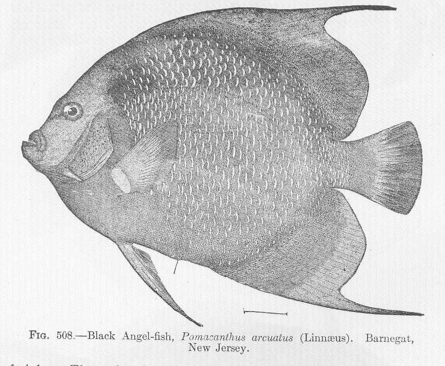 Pomacanthus arcuatus