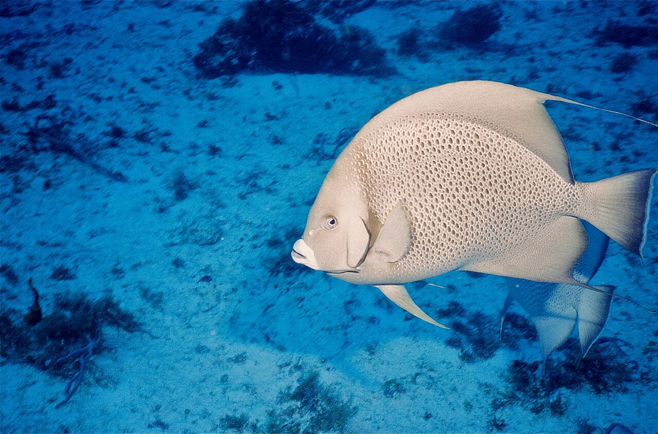 Pomacanthus arcuatus