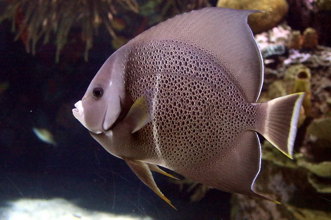 Pomacanthus arcuatus