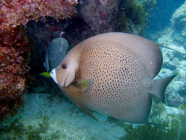 Pomacanthus arcuatus