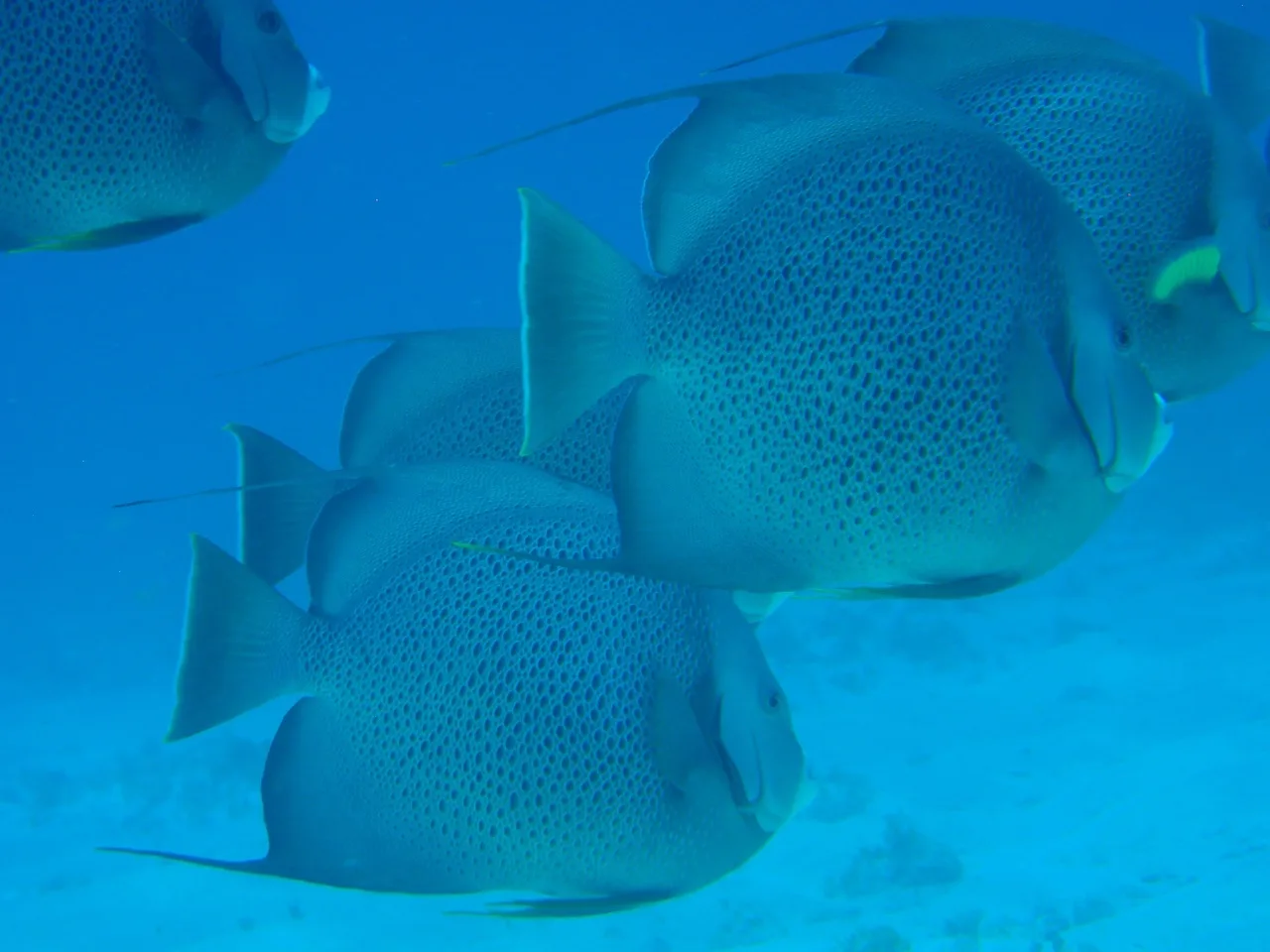 Pomacanthus arcuatus