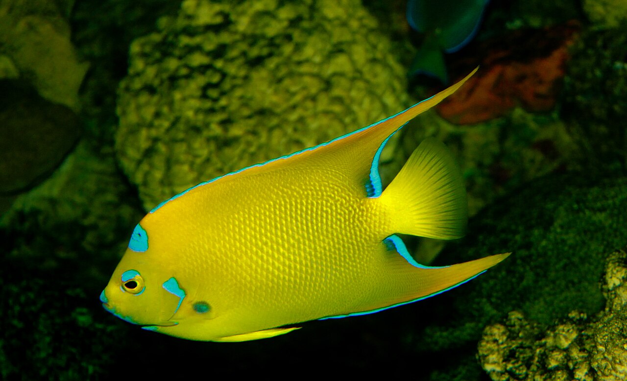 Queen angelfish
