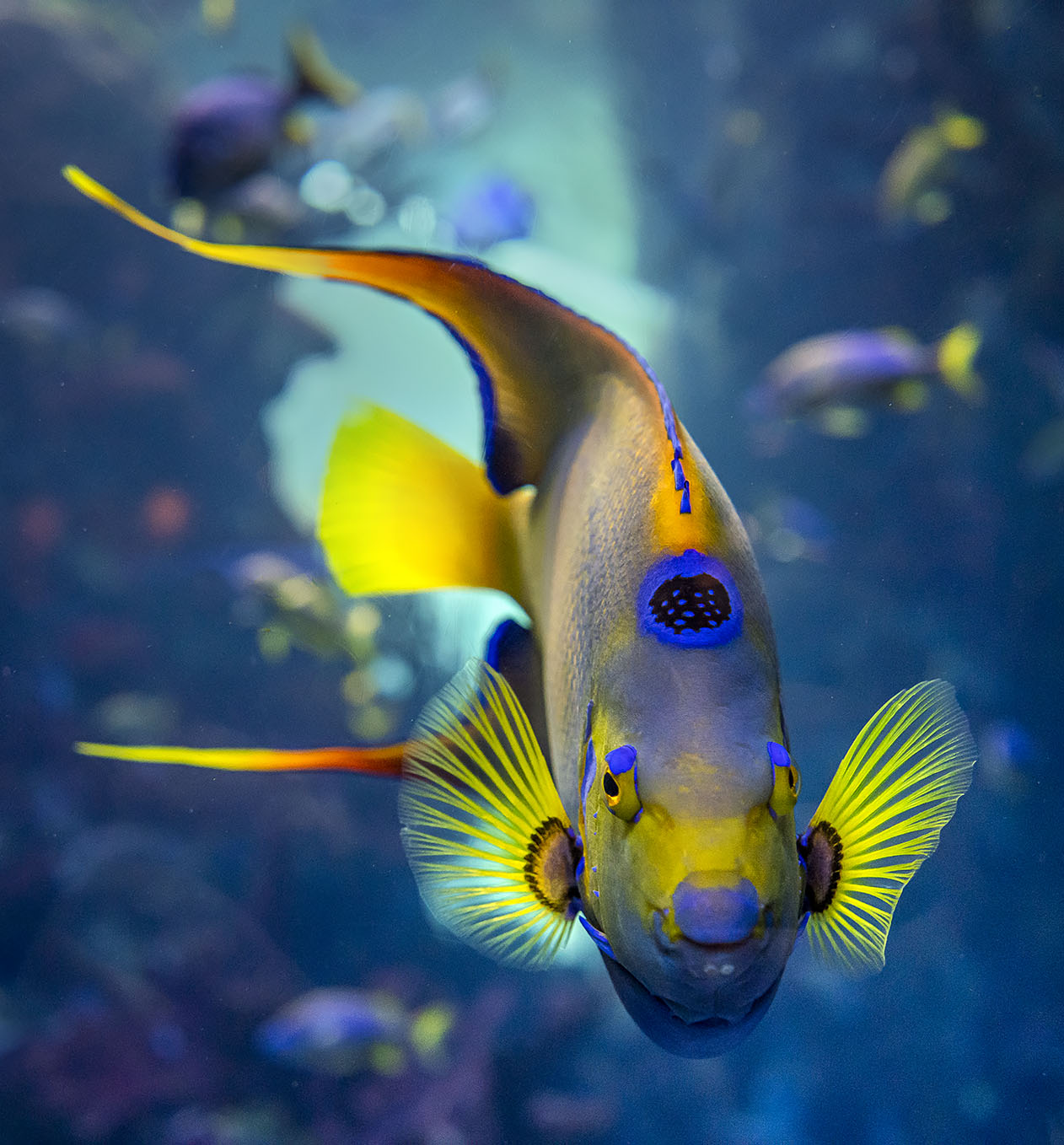 Queen angelfish
