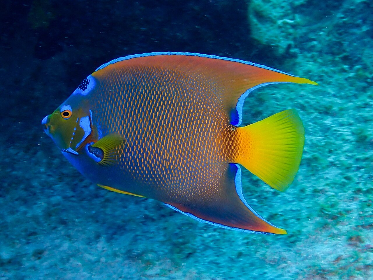 Queen angelfish