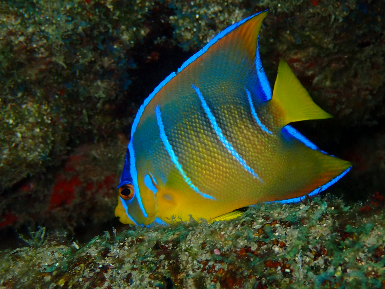 Queen angelfish