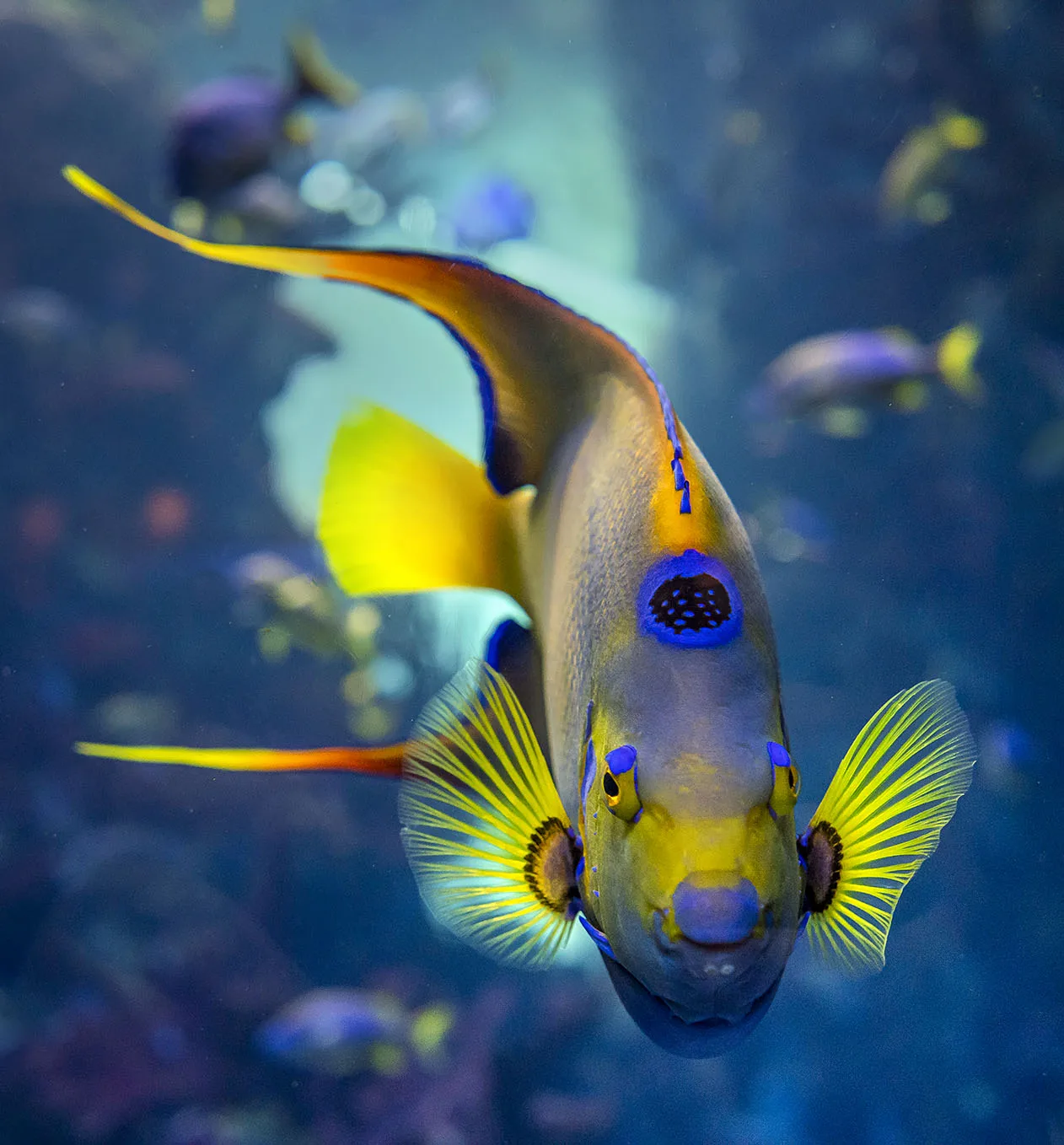 Queen angelfish