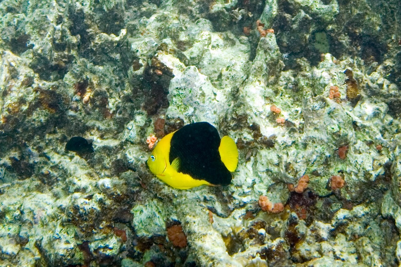 Rock beauty