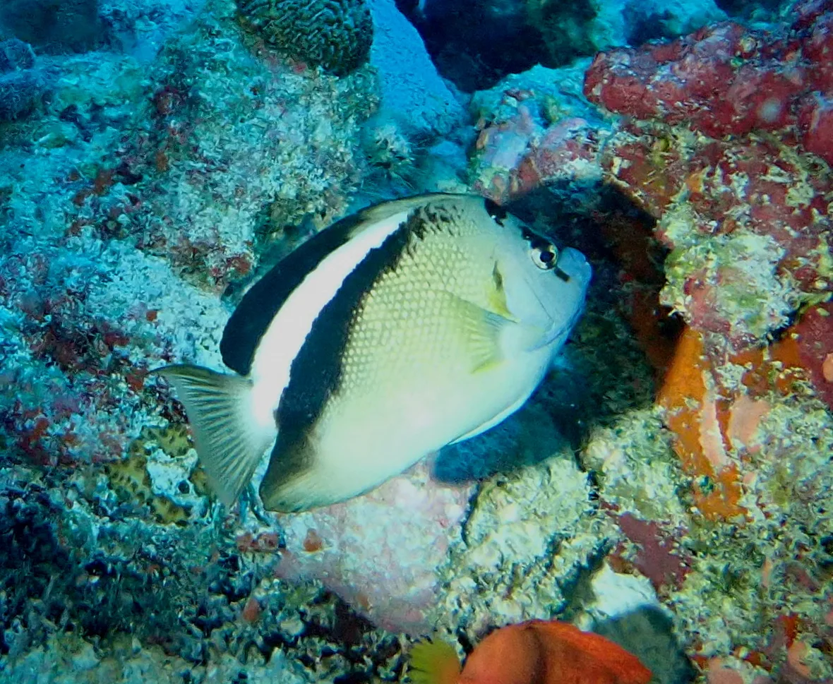 Apolemichthys griffisi