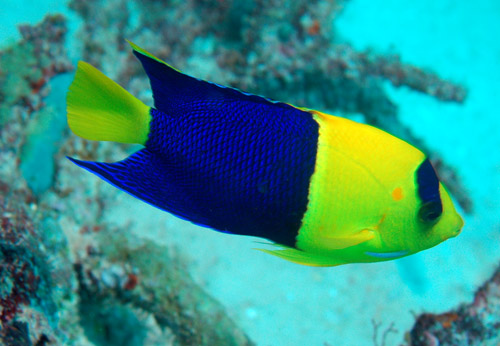 Bicolor angelfish