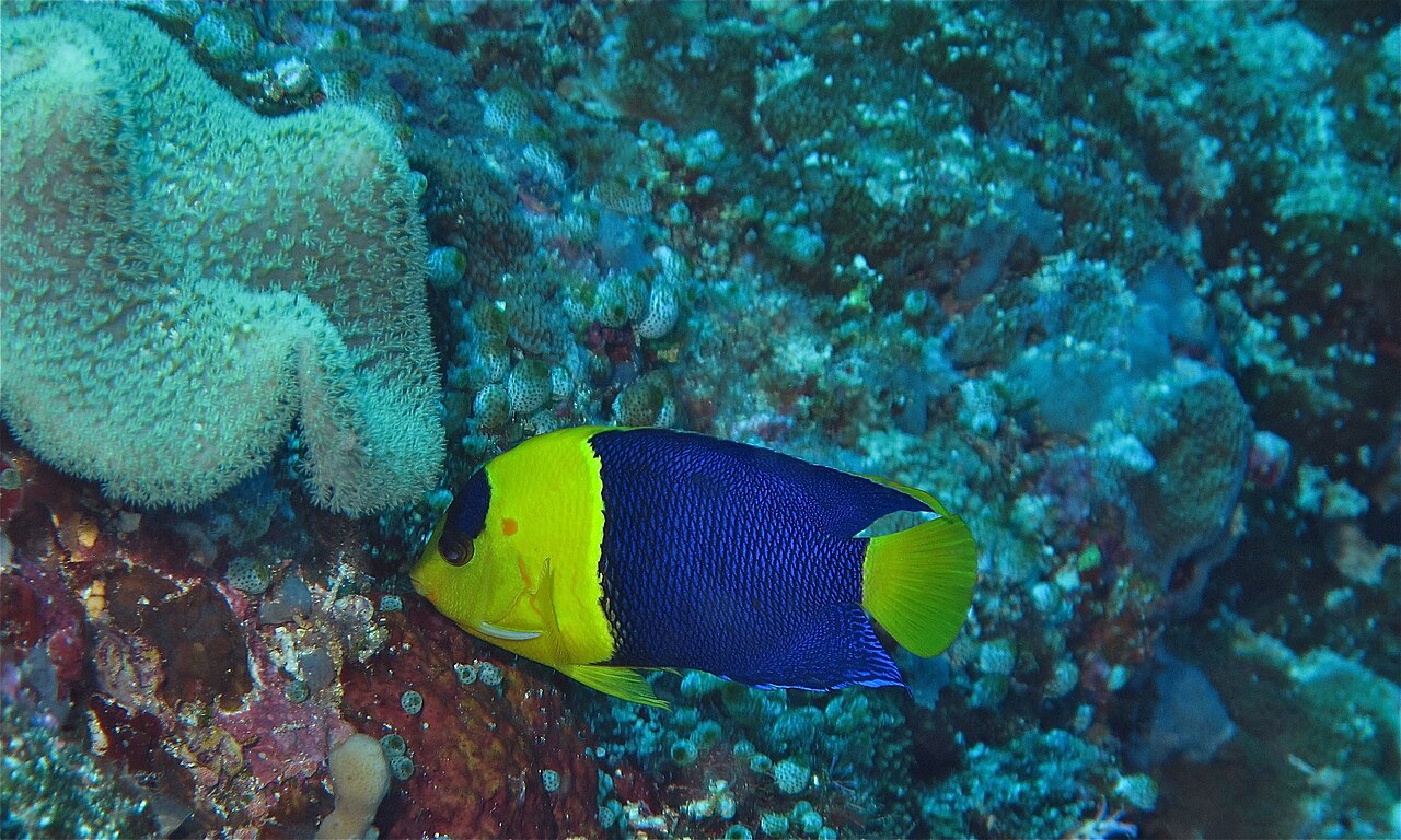 Bicolor angelfish