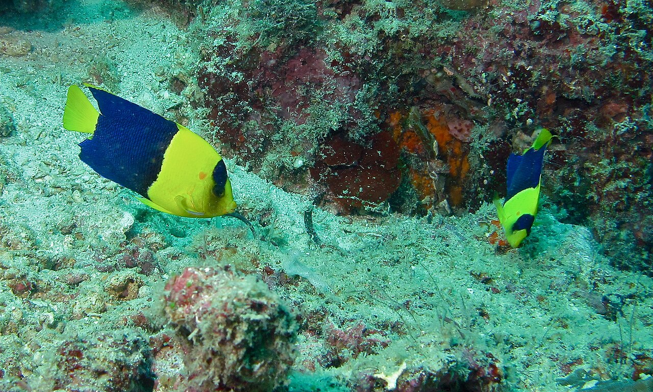 Bicolor angelfish