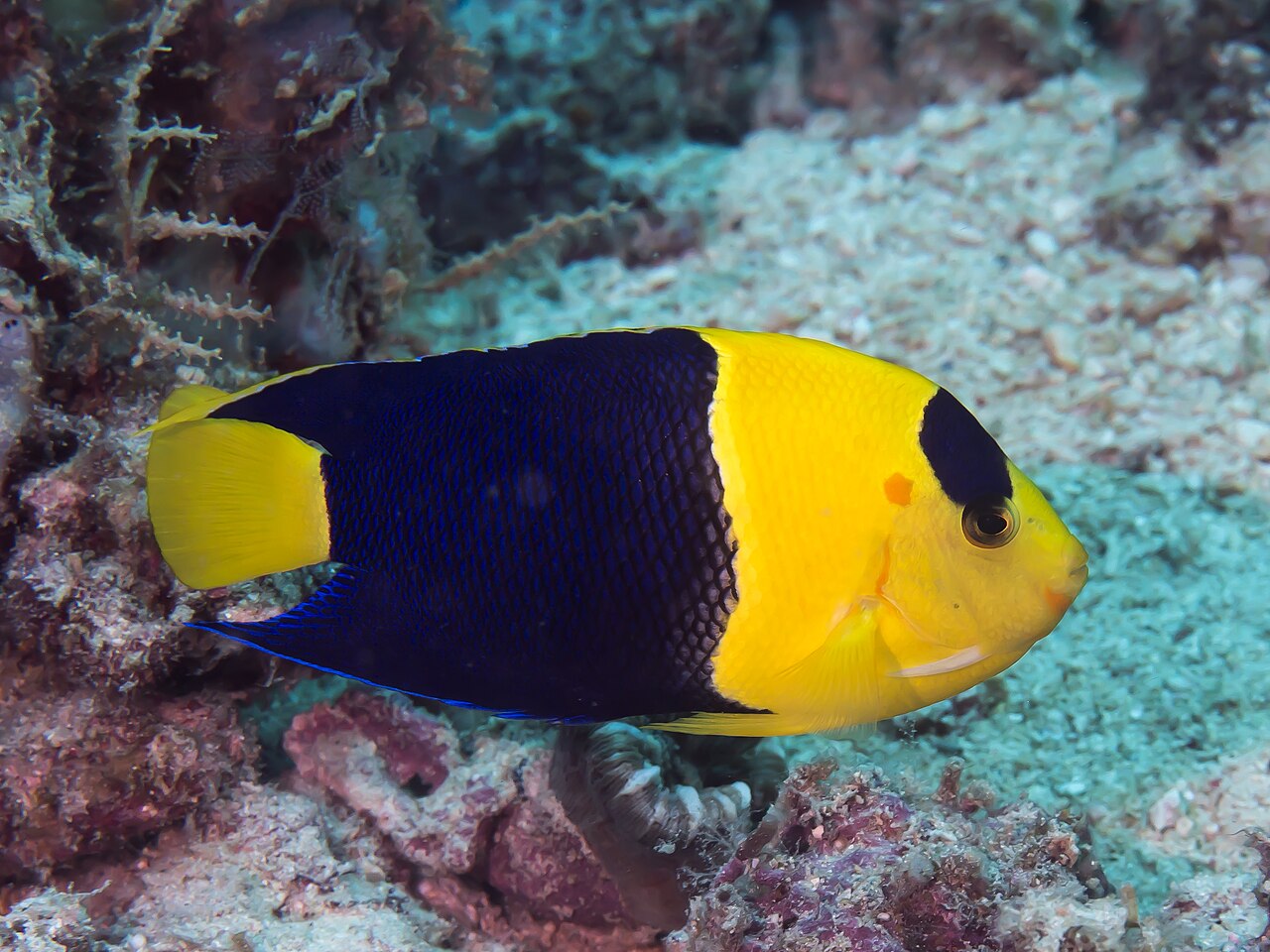 Bicolor angelfish