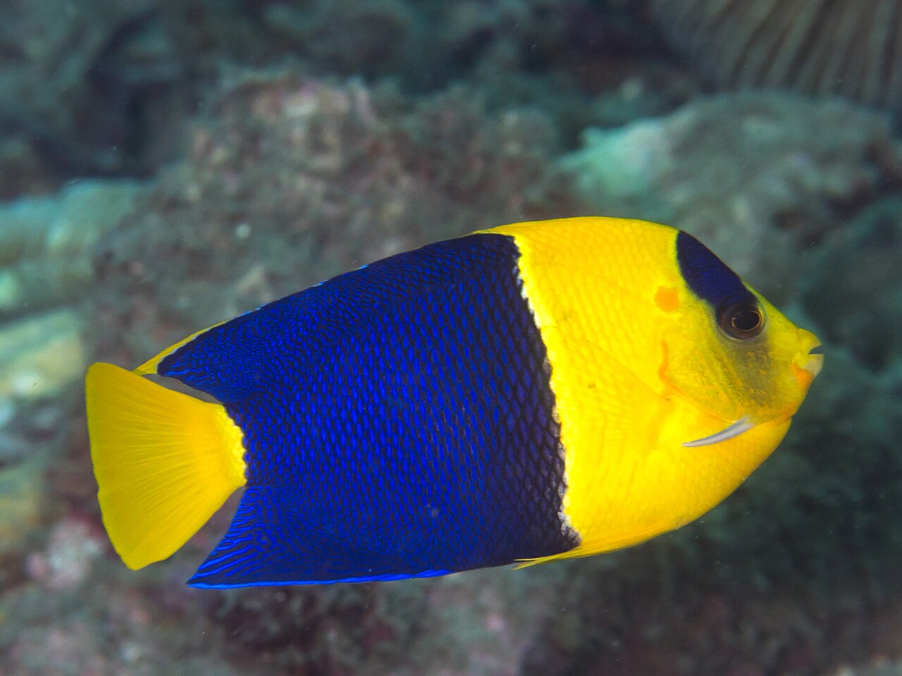 Bicolor angelfish