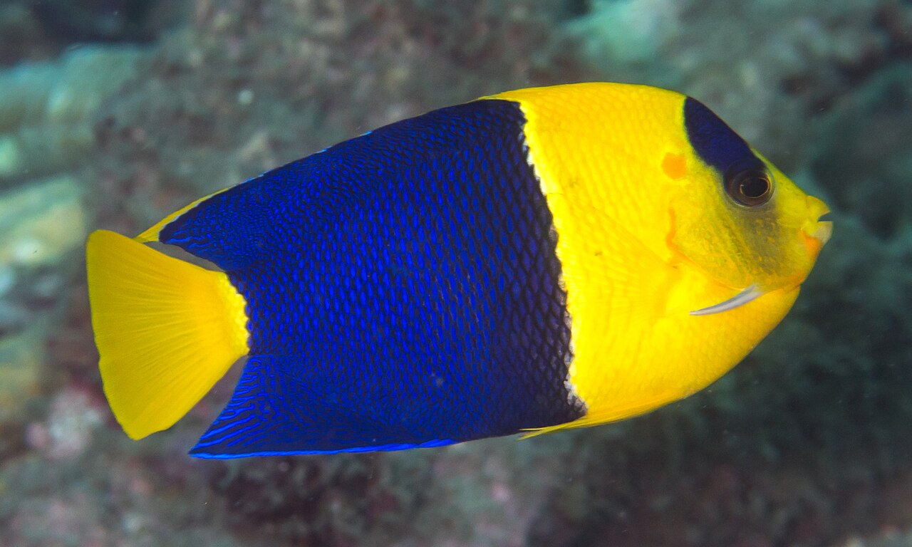 Bicolor angelfish