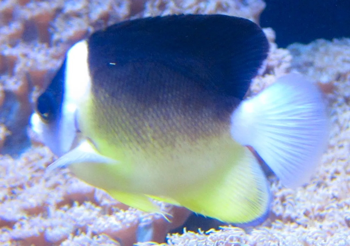 Centropyge abei