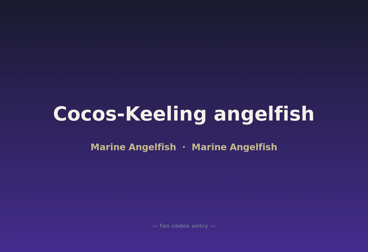 Cocos-Keeling angelfish